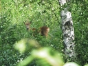 Filnamn=rabock.jpg
Filstorlek=2895KiB
Dimensioner=2048x1536
Uppladdade datum=Jun 20, 2017 rabock.jpg