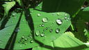 Filename=regndroppar_pa_blad.JPG
Filesize=617KiB
Dimensions=1920x1080
Date added=Jun 14, 2012 regndroppar_pa_blad.JPG