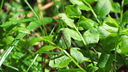 Filnamn=rod_trollslanda.JPG
Filstorlek=577KiB
Dimensioner=1920x1080
Uppladdade datum=Jun 14, 2012 rod_trollslanda.JPG