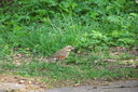Filnamn=rodvingetrast.JPG
Filstorlek=862KiB
Dimensioner=1600x1064
Uppladdade datum=Maj 23, 2012 rodvingetrast.JPG