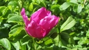 Filename=sa_fin_nyponblomma.jpg
Filesize=168KiB
Dimensions=800x450
Date added=Jun 25, 2018 sa_fin_nyponblomma.jpg