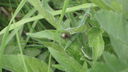 Filnamn=spindel_med_ungar.JPG
Filstorlek=513KiB
Dimensioner=1920x1080
Uppladdade datum=Jun 14, 2012 spindel_med_ungar.JPG
