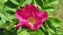 Filename=vacker_nyponblomma.jpg
Filesize=187KiB
Dimensions=800x450
Date added=Jun 25, 2018 vacker_nyponblomma.jpg
