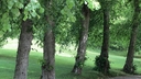 Filnamn=vackra_trad_i_Disponentparken.jpg
Filstorlek=149KiB
Dimensioner=600x338
Uppladdade datum=Jun 29, 2018 vackra_trad_i_Disponentparken.jpg