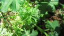 Filnamn=vattendroppar.JPG
Filstorlek=602KiB
Dimensioner=1920x1080
Uppladdade datum=Mar 27, 2013 vattendroppar.JPG