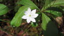 Filnamn=vit_blomma.JPG
Filstorlek=413KiB
Dimensioner=1920x1080
Uppladdade datum=Jun 14, 2012 vit_blomma.JPG