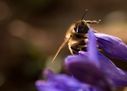 Filnamn=Blomfluga_pa_scilla.jpg
Filstorlek=46KiB
Dimensioner=868x620
Uppladdade datum=Jun 05, 2014 Blomfluga_pa_scilla.jpg