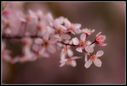 Filnamn=Blommande_buske_med_kant.jpg
Filstorlek=142KiB
Dimensioner=2048x1383
Uppladdade datum=Jun 05, 2014 Blommande_buske_med_kant.jpg