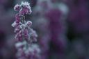 Filnamn=Frost_2592x1728~0.jpg
Filstorlek=155KiB
Dimensioner=2048x1365
Uppladdade datum=Okt 19, 2015 Frost_2592x1728~0.jpg