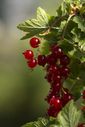 Filnamn=Roda_vinbar_a.jpg
Filstorlek=89KiB
Dimensioner=831x1246
Uppladdade datum=Jun 05, 2014 Roda_vinbar_a.jpg