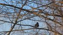 Filename=IMG_5292.jpg
Filesize=594KiB
Dimensions=2048x1147
Date added=Apr 09, 2015 IMG_5292.jpg