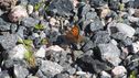 Filnamn=IMG_8764.jpg
Filstorlek=585KiB
Dimensioner=2046x1150
Uppladdade datum=Aug 24, 2015 IMG_8764.jpg