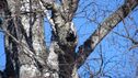 Filnamn=fotomodall_tradkrypare.jpg
Filstorlek=586KiB
Dimensioner=2046x1150
Uppladdade datum=Sep 21, 2015 fotomodall_tradkrypare.jpg