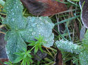 Filnamn=frostdroppar.jpg
Filstorlek=702KiB
Dimensioner=2048x1508
Uppladdade datum=Nov 03, 2015 frostdroppar.jpg