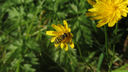 Filnamn=insekt_pa_blomma.jpg
Filstorlek=268KiB
Dimensioner=2047x1154
Uppladdade datum=Sep 30, 2014 insekt_pa_blomma.jpg