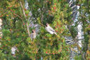 Filnamn=sidensvansar.jpg
Filstorlek=770KiB
Dimensioner=2047x1361
Uppladdade datum=Nov 09, 2015 sidensvansar.jpg