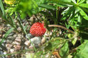 Filename=smultron.jpg
Filesize=514KiB
Dimensions=2048x1353
Date added=Jun 16, 2014 smultron.jpg