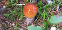 Filnamn=stensopp.jpg
Filstorlek=519KiB
Dimensioner=2048x1000
Uppladdade datum=Aug 25, 2014 stensopp.jpg