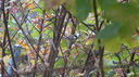 Filnamn=talgoxe.jpg
Filstorlek=541KiB
Dimensioner=2047x1139
Uppladdade datum=Sep 22, 2014 talgoxe.jpg