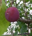 Filename=Plommon.jpg
Filesize=440KiB
Dimensions=1807x2047
Date added=Oct 06, 2015 Plommon.jpg